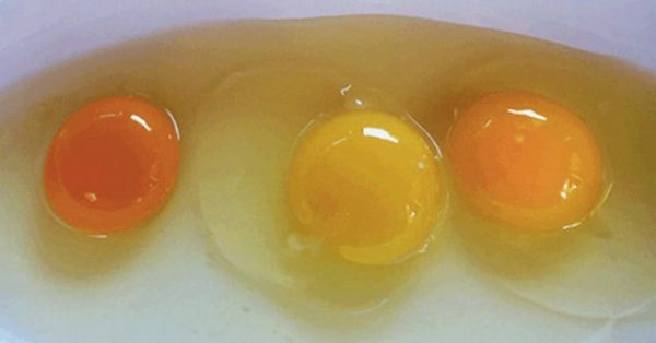 How to recognize a “healthy egg” from the color of the yolk